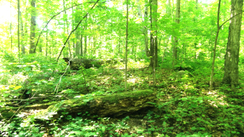 Forêt